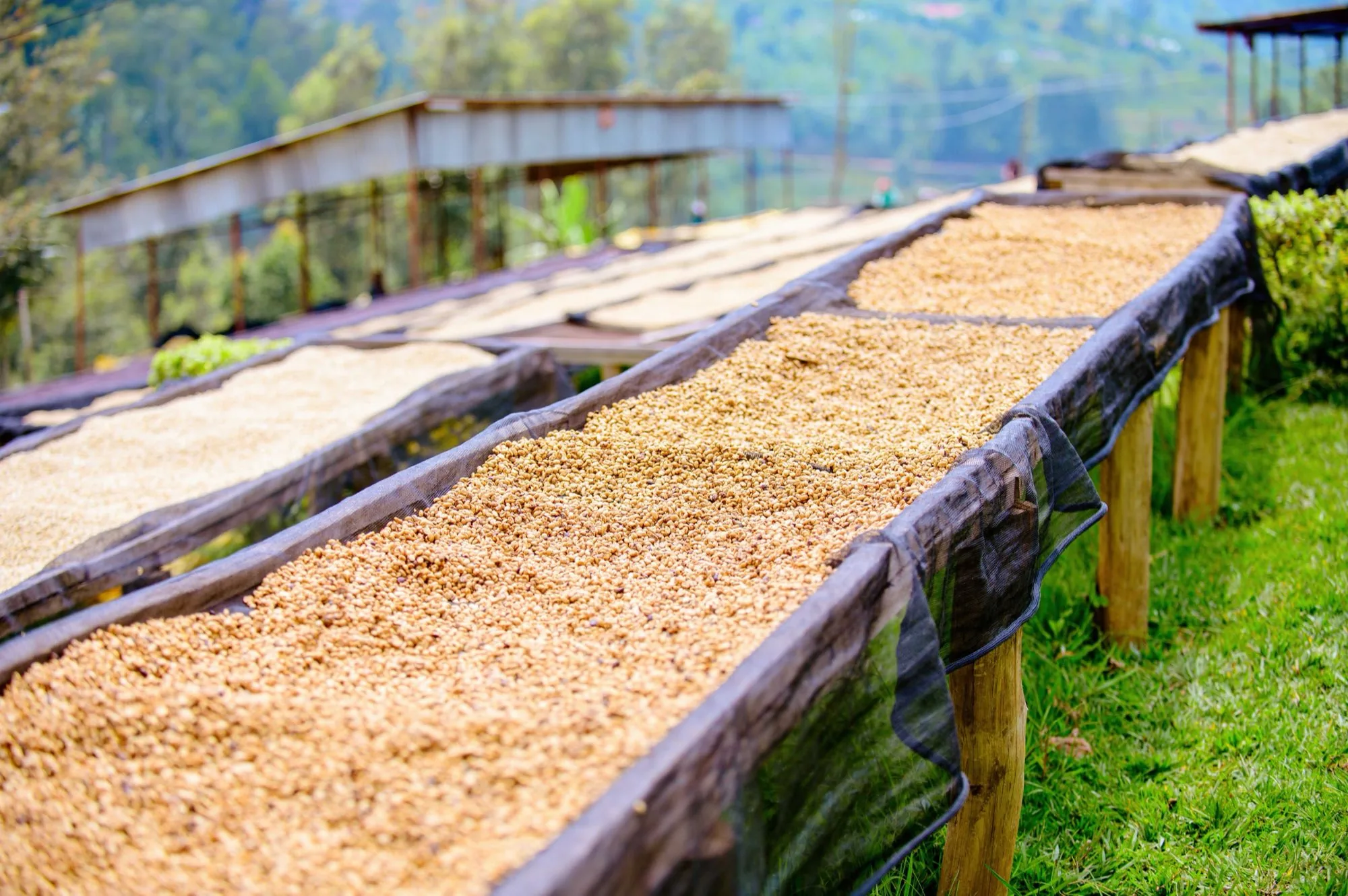 Camas de secado con café en pergamino al sol en la finca